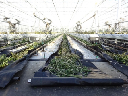 Afbeelding voor categorie Trekdoek & Kernen